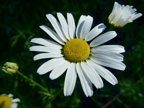 Любов Ярова