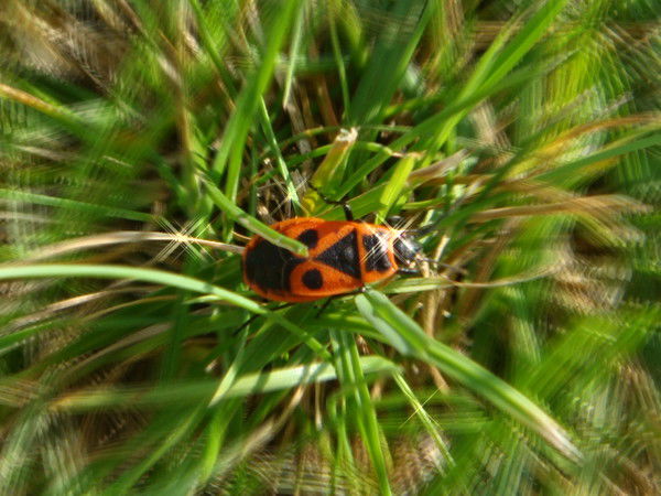 Ирина Салахова