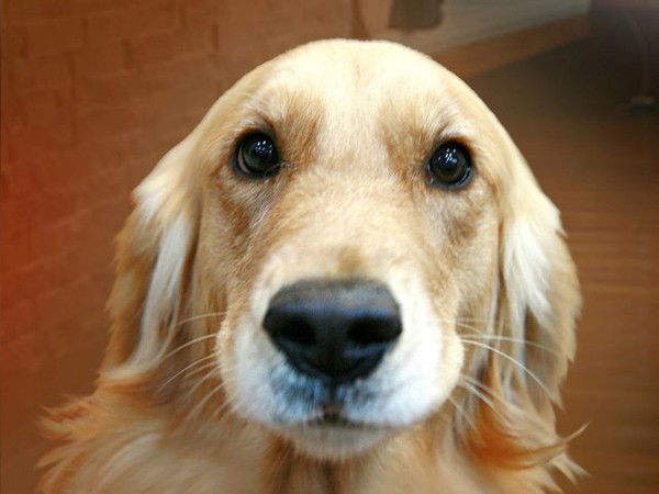 Жека Чекризов