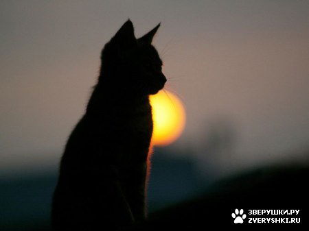 Наталья Косарева