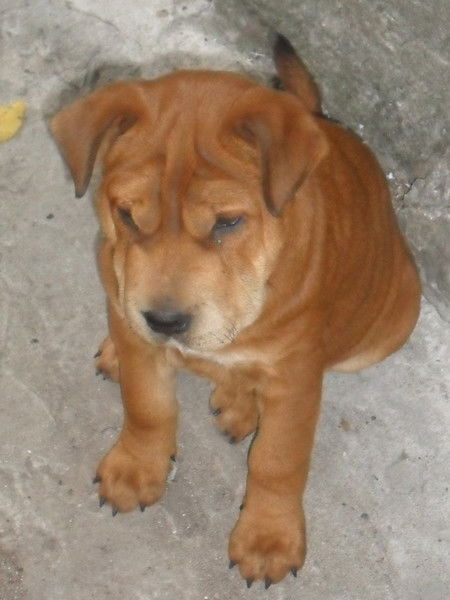 Оля Варакса