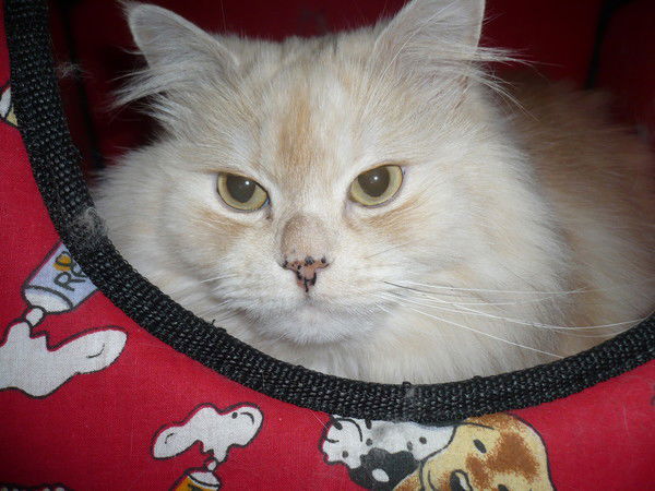 Алексей Шинкарев