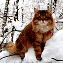 Борков Александр
