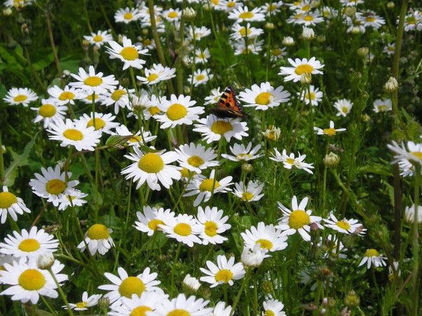 Микова Наталья