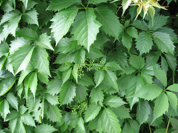 Рамиль Ильясов