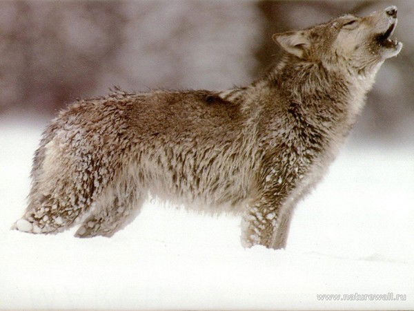 Александр Подкопаев