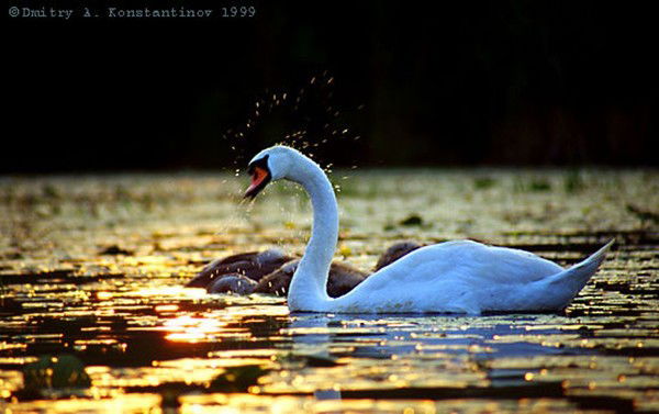 Лариса Журавлева