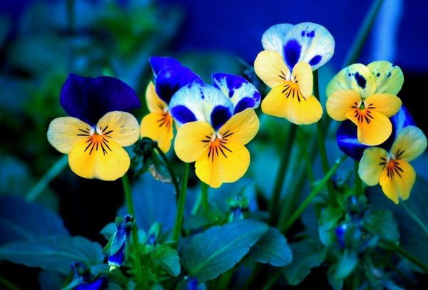 Виктория Гусенко