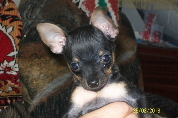 Александр Ульянов