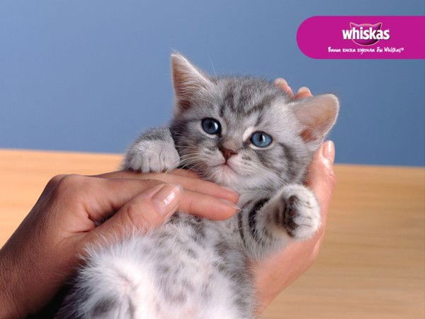 Лизок Савиных