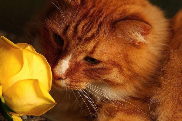 Елена Ващенкова