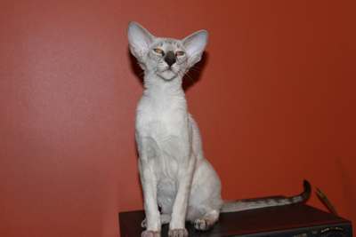 Ольга Симакова