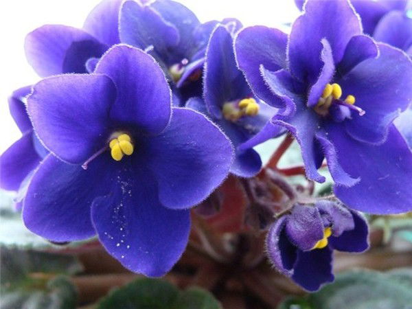 Манушак Егиазарян