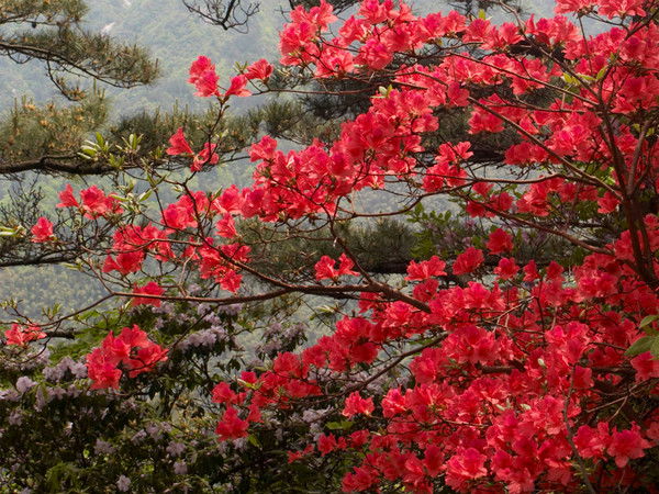 Ирина Стрельцова