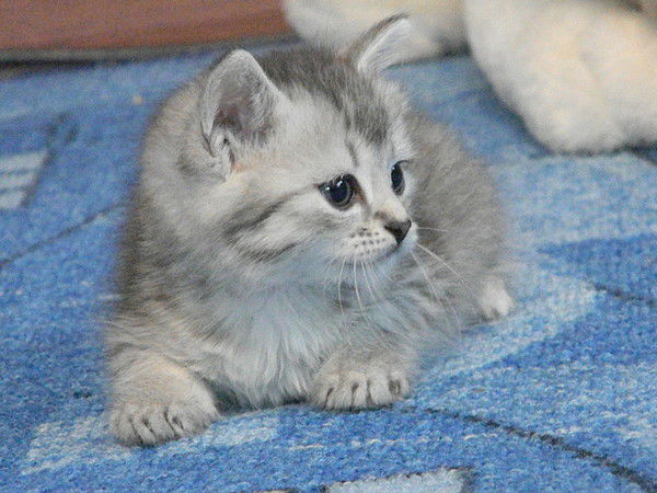 Ирина Мошкина