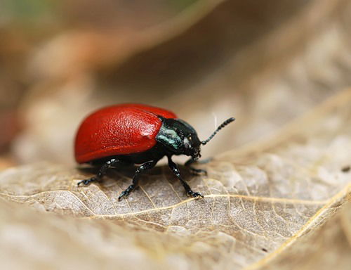 Елизавета Елизавета