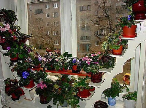 Оля Аксенова Оксана Терновая