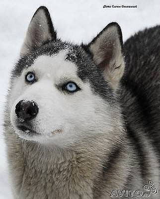 Татьяна Мирная (Сенченко)