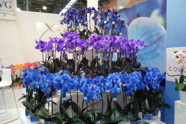 Инна Охапкина