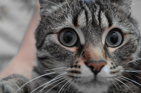 Витктория Терехова