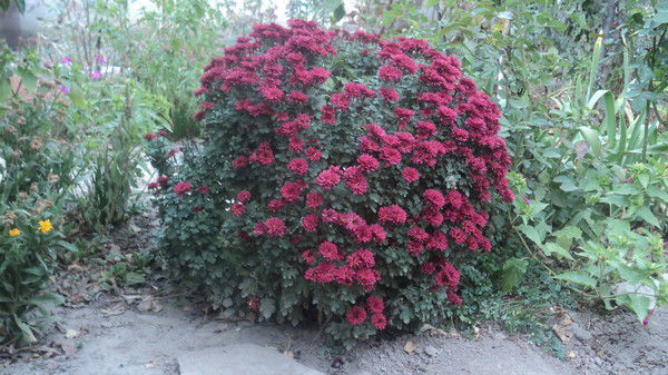 Дианчик Байгарина