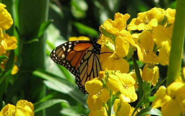 Мазаева Елена