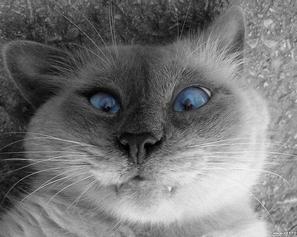 Саня Никонов