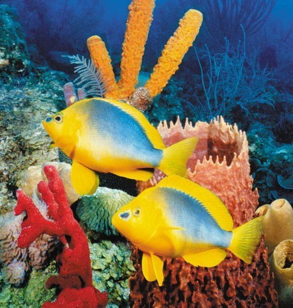 Марина Дьяченко