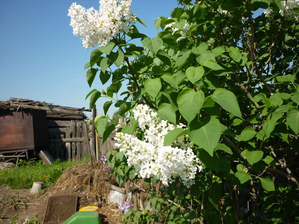 Леонид Понтелеев