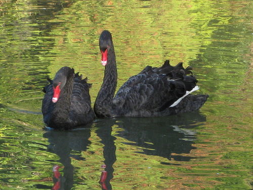 Ольга Дурашина