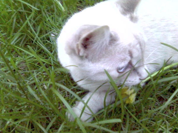 Миляуша Никифорова