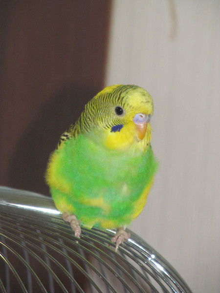 Эдуард Ахметов