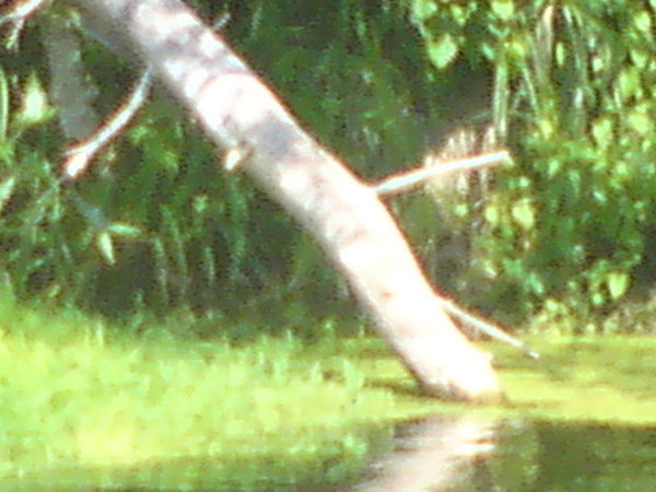 Черный Андрей