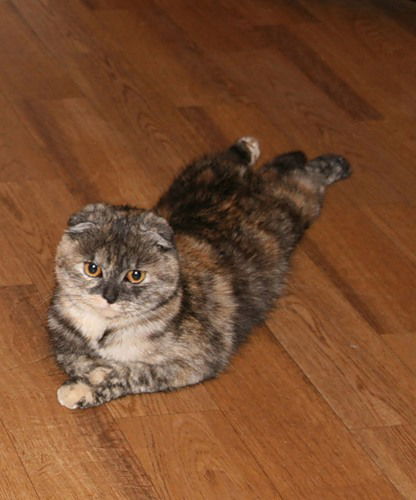 Елена Чернятьева