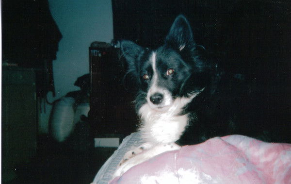 Adventistka Adventistka