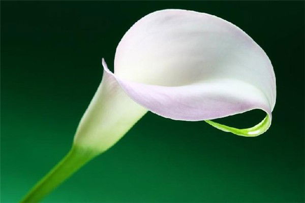 Алла Пряхина