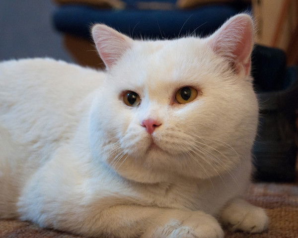 Александра Атконова