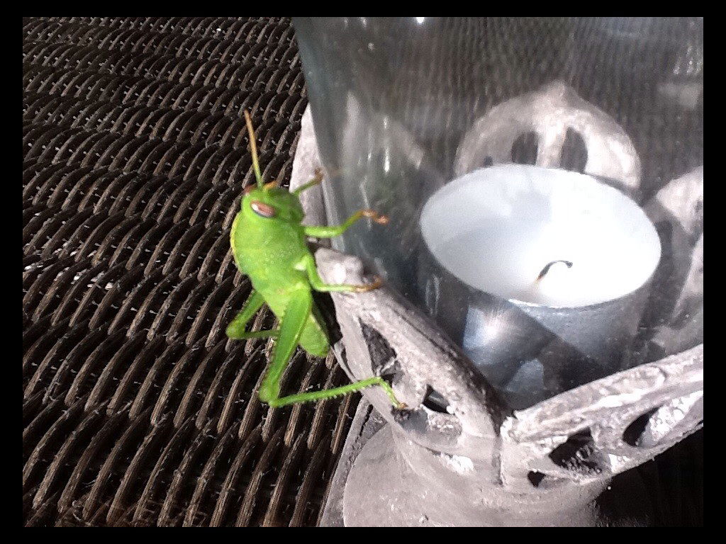 Рина Зелёная