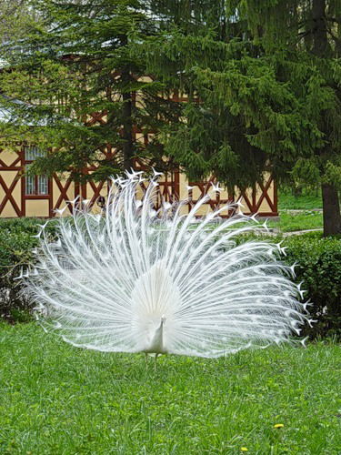 Римма Шафигуллина