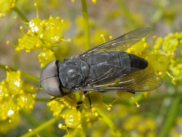 Борис Златанов