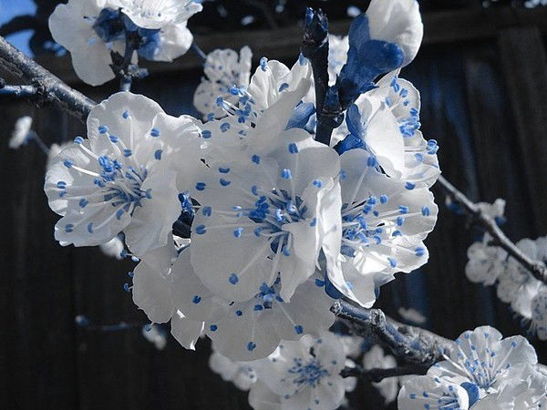 Алена***** *******