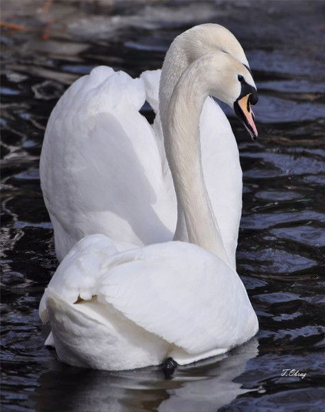 Ирина Лебедева