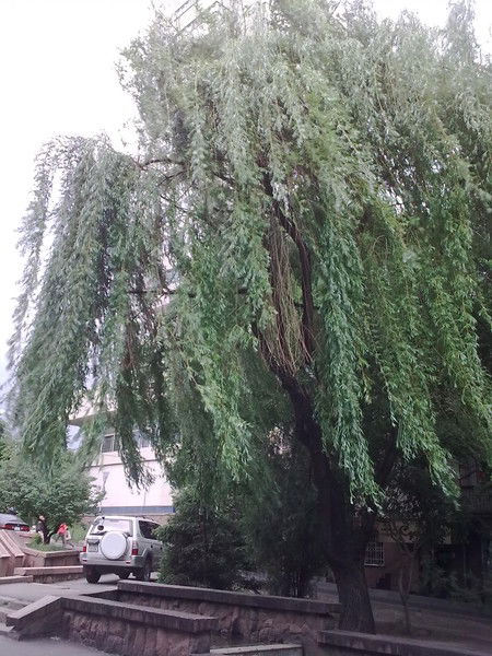 Досжан Рашадхан