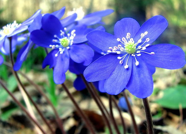 Марина Трофимова