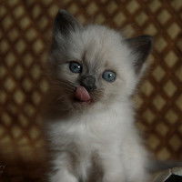 Бекен Каримов