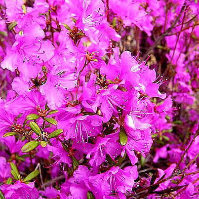 Раиса Дементьева