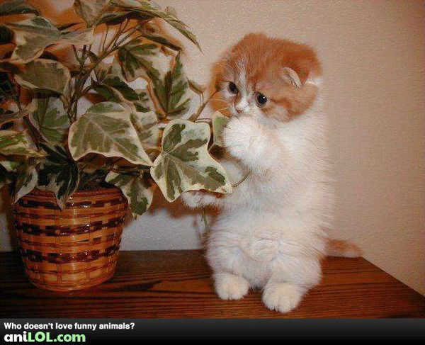 Валентина Шелестович