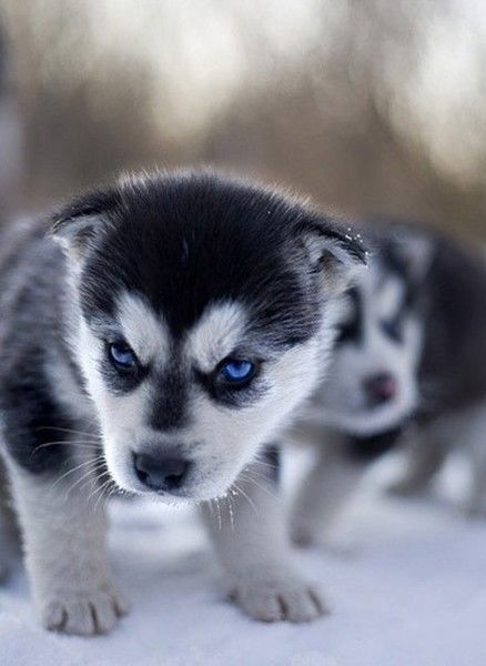 Секретарь Моу Сош № 3