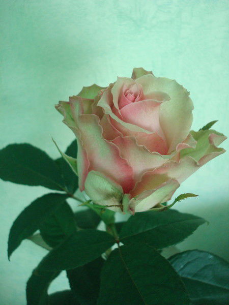 Светлана Жданок