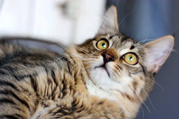 Людмила Колуканова